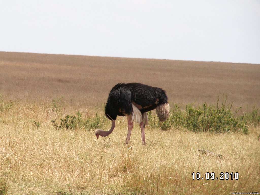 Arlom Kenya Safaris,Safari,Kenya Holiday, Kenya Tours, Adven | Mombasa Masai Mara Safaris, Tsavo Safaris, Ambosel | Image #8/15 | 