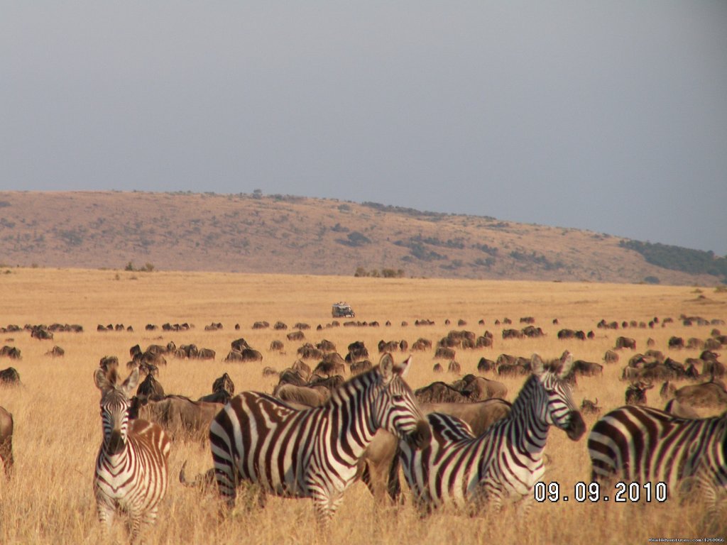 Wildlife Safaris,Amboseli Safaris,Birdwatching Safaris,Wildb | Mombasa Masai Mara Safaris, Tsavo Safaris, Ambosel | Image #9/15 | 