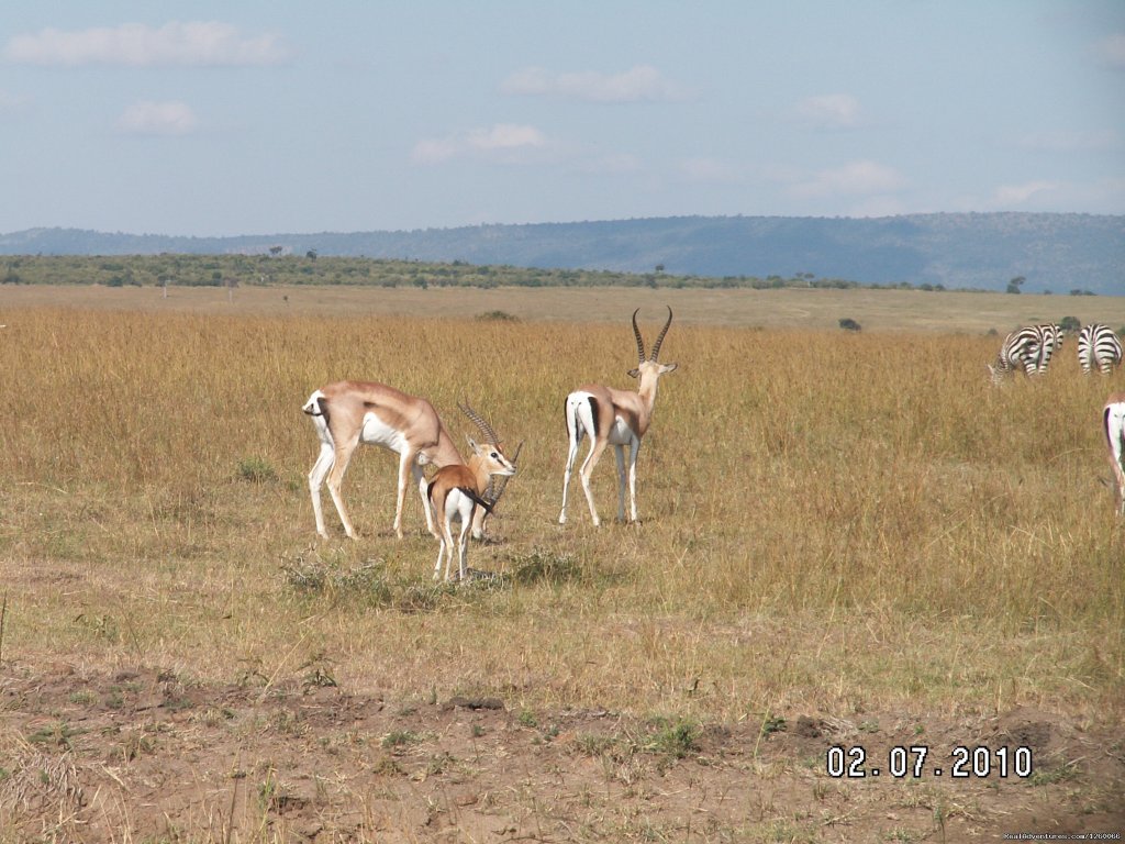 Wildlife Safaris,Amboseli Safaris,Birdwatching Safaris,Wildb | Mombasa Masai Mara Safaris, Tsavo Safaris, Ambosel | Image #10/15 | 