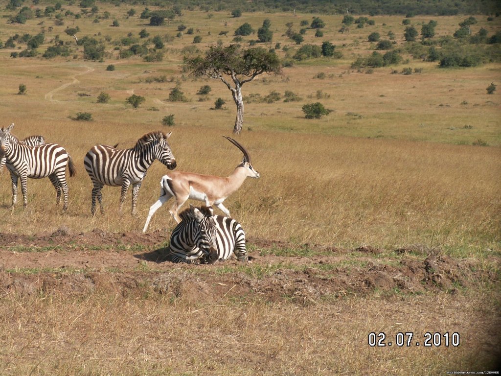 Wildlife Safaris,Amboseli Safaris,Birdwatching Safaris,Wildb | Mombasa Masai Mara Safaris, Tsavo Safaris, Ambosel | Image #12/15 | 