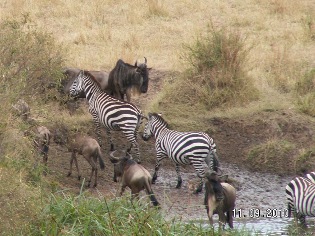 Wildlife Safaris,Amboseli Safaris,Birdwatching Safaris,Wildb | Mombasa Masai Mara Safaris, Tsavo Safaris, Ambosel | Image #13/15 | 