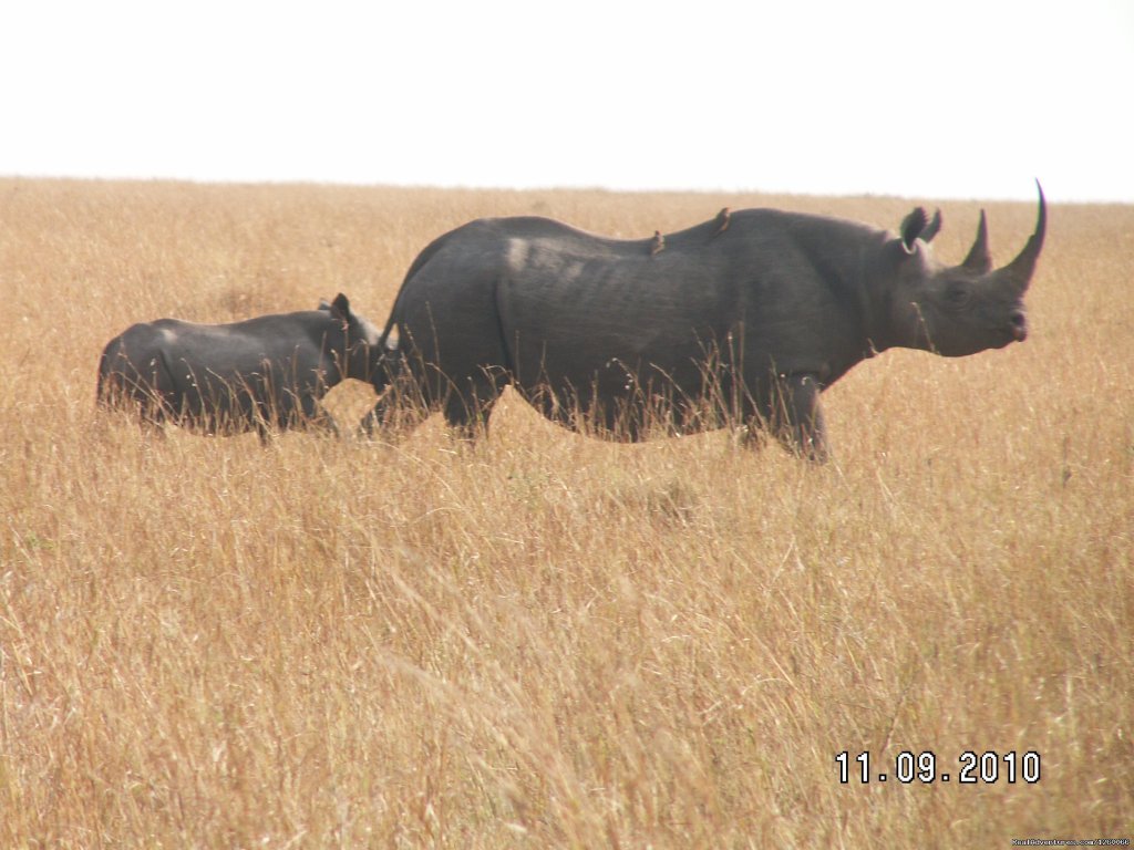Wildlife Safaris,Amboseli Safaris,Birdwatching Safaris,Wildb | Mombasa Masai Mara Safaris, Tsavo Safaris, Ambosel | Image #15/15 | 