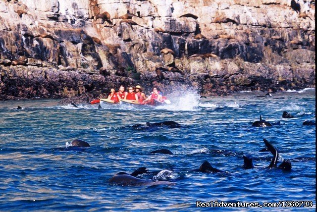 Kayaking with seal at Robberg | Dolphin Adventures Sea Kayaking | Plettenberg Bay, South Africa | Kayaking & Canoeing | Image #1/8 | 