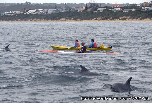 Sea kayaking with Bottlenose Dolphins | Dolphin Adventures Sea Kayaking | Image #3/8 | 