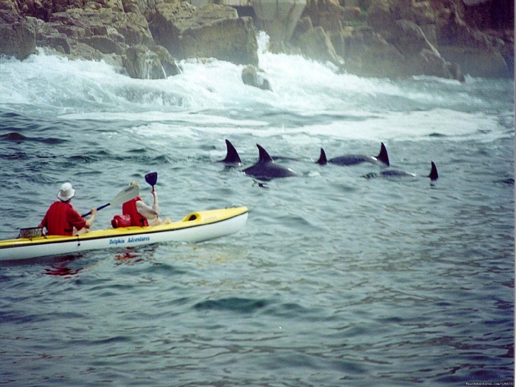 Sea kayaking with Bottlenose Dolphins | Dolphin Adventures Sea Kayaking | Image #5/8 | 