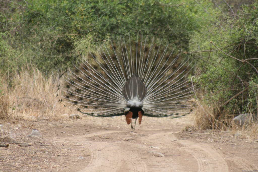 The Peacock Dance | Birding in India | Image #5/16 | 