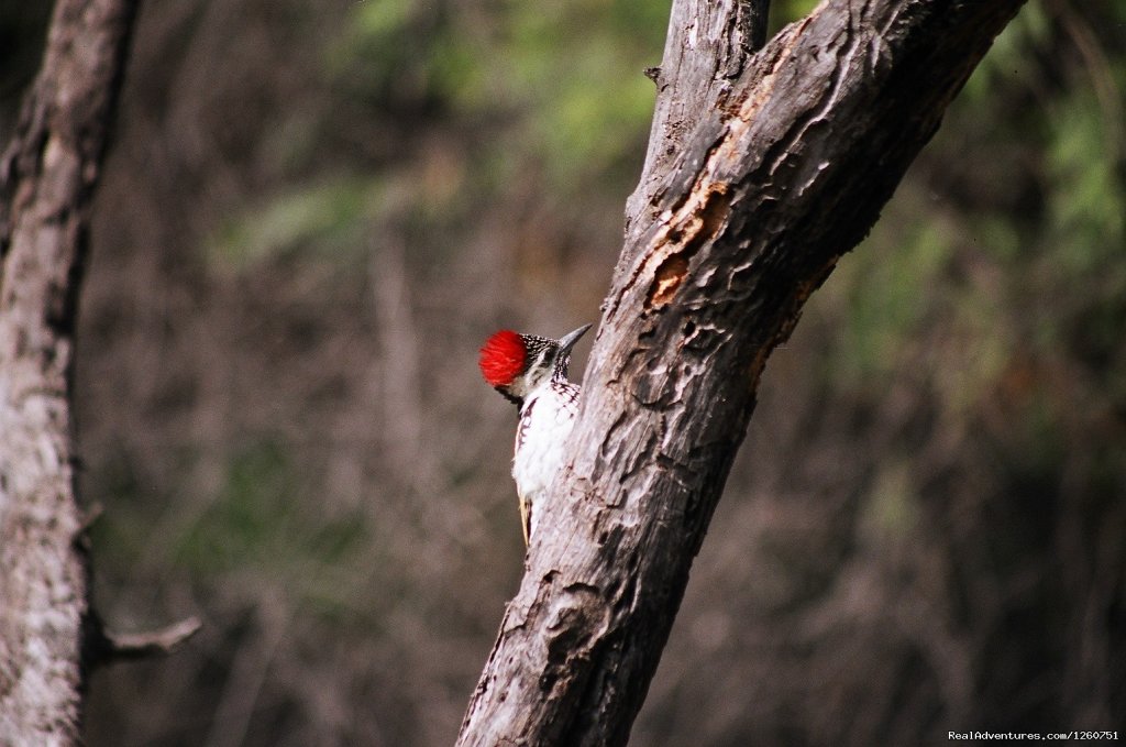 Bharatpur National Park | Birding in India | Bharatpur, India | Birdwatching | Image #1/16 | 