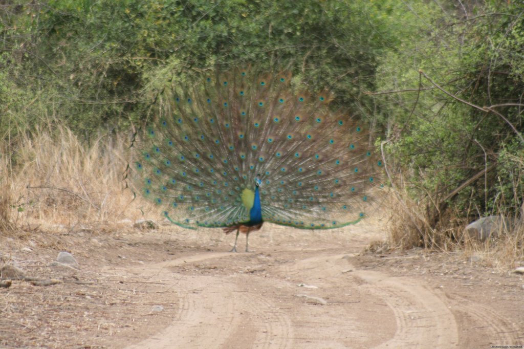 Impressing The Mate | Birding in India | Image #8/16 | 