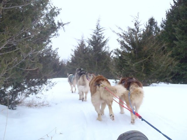 More Fluffly Butts | Dogsledding in the Twin Cities Metro Area | Image #11/11 | 