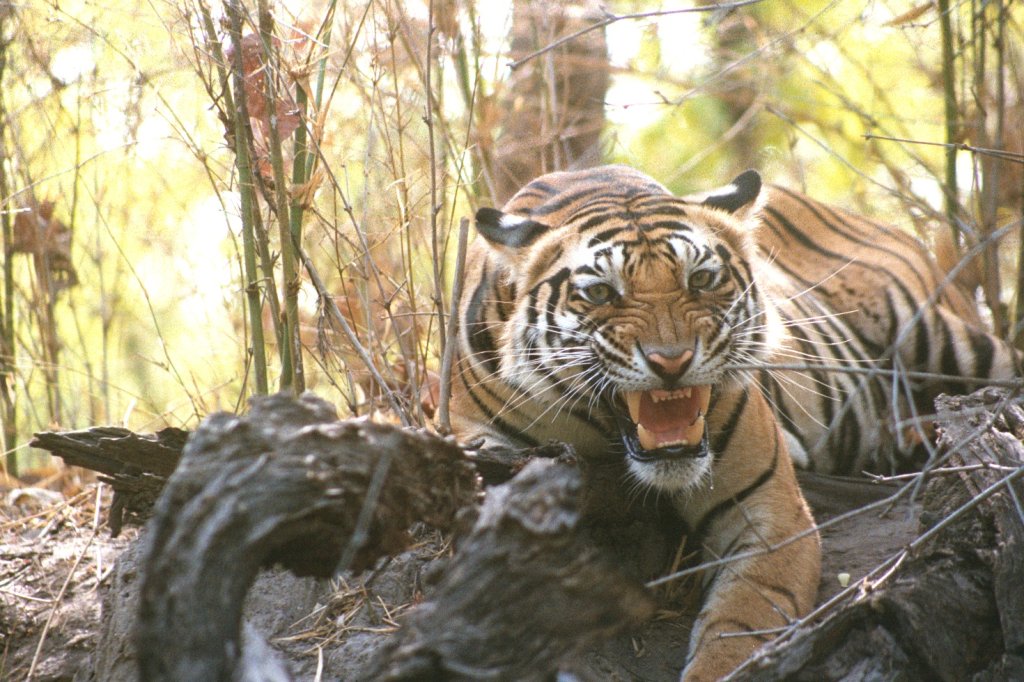 Not All Indians Are Friendly & Vegetarian. Are You Game ? | Tiger Safaris | Image #8/21 | 