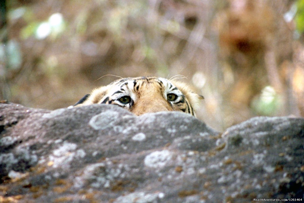 Hide And Seek | Tiger Safaris | Gurgaon Haryana, India | Wildlife & Safari Tours | Image #1/21 | 