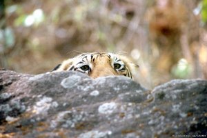 Tiger Safaris | Gurgaon Haryana, India | Wildlife & Safari Tours