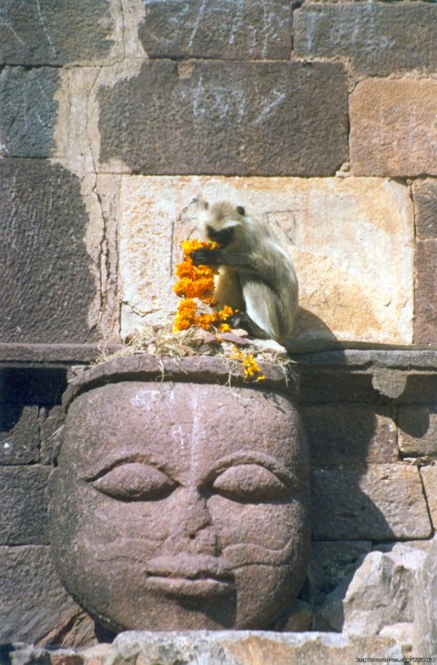 Hanuman Langurs