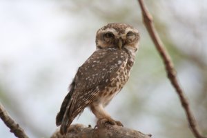 Birding At Tal Chapper | Jhunjhunun, India | Birdwatching