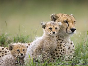 Affordable Masai Mara,Amboseli & Serengeti Package