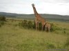 Safari in kenya, tanzania , Uganda, indian ocean | Central Highlands, Kenya
