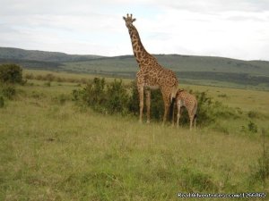 Safari in kenya, tanzania , Uganda, indian ocean | Central Highlands, Kenya | Wildlife & Safari Tours