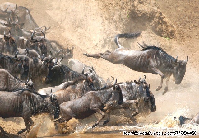 Wildebeest Migration | Weekend Getaway And Game Drive At Maasai Mara | Image #3/3 | 