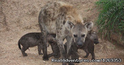 Hyena | Kruger Park Safaris | Kruger National Park, South Africa | Wildlife & Safari Tours | Image #1/15 | 
