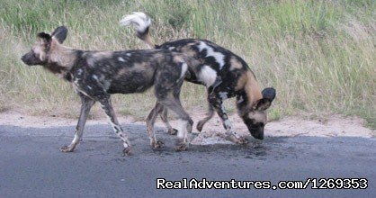 Wild Dog | Kruger Park Safaris | Image #2/15 | 