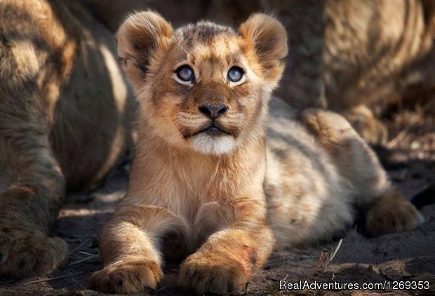 Lio Cub | Kruger Park Safaris | Image #5/15 | 