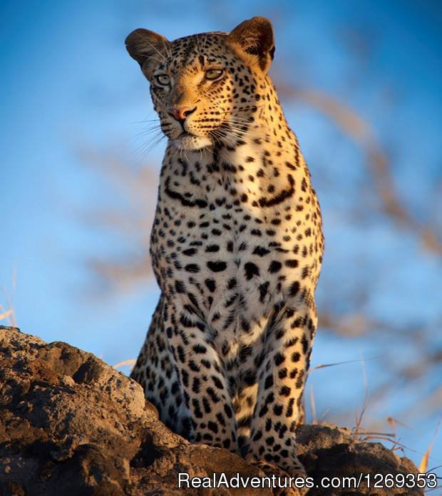 Leopard | Kruger Park Safaris | Image #6/15 | 