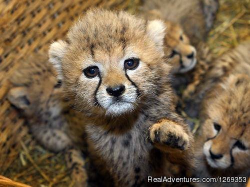 Cheetah Cub | Kruger Park Safaris | Image #7/15 | 