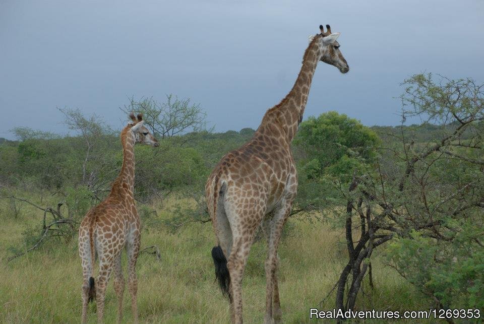 Giraffe | Kruger Park Safaris | Image #9/15 | 