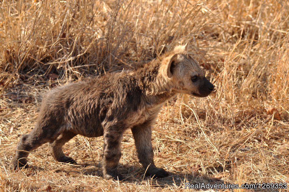 Hyena Pup | Kruger Park Safaris | Image #10/15 | 