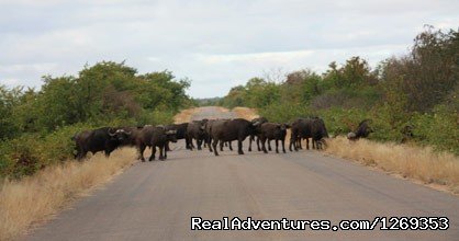 Buffalo | Kruger Park Safaris | Image #11/15 | 