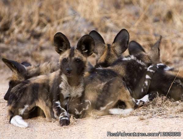 Wild Dog Pups | Kruger Park Safaris | Image #13/15 | 