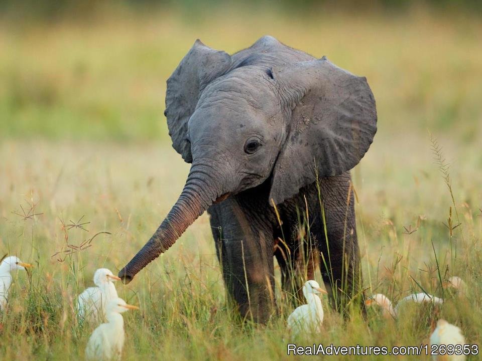 Young Elephant | Kruger Park Safaris | Image #14/15 | 