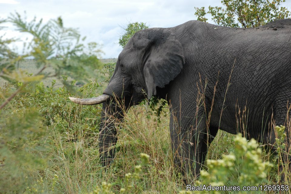 Elephant | Kruger Park Safaris | Image #15/15 | 