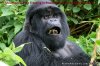 Rwanda Congo-nile Trekking,gorilla Trek In Rwanda | Gisenyi, Rwanda