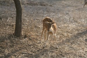 Ranthambore Adventure Tour | Sawai Madhopur, India | Wildlife & Safari Tours