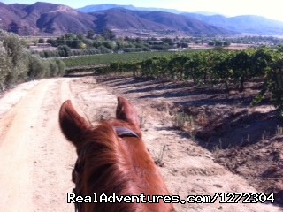 Horseback Riding Wine Tasting Tour Photo