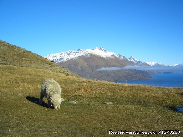 Typical Kiwi Postcard, a merino sheep near Queenstown | Self Drive and Guided New Zealand Tours | Image #19/19 | 
