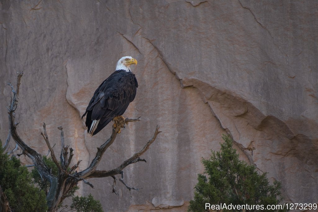 Bald Eagle | Westwater Canyon Whitewater Rafting | Image #6/12 | 