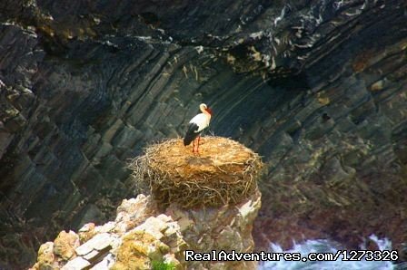Storks on the cliffs | Portugal Wild Coast 7D | Image #7/21 | 