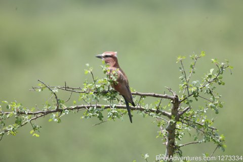 ETHIOPIA, the birder's paradise