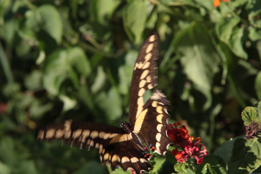 Pretty Butterfly at Oleander Acres Resort | Spend Winter In The Sun At Oleander Acres Resort | Image #7/7 | 