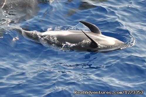Pilot whale | Whale Watching Europe | Image #2/7 | 