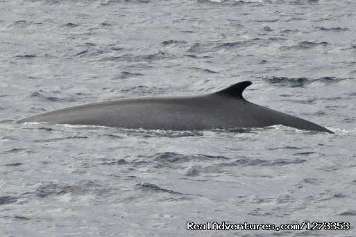 Fin whale in the Ligurian Sea | Whale Watching Europe | Image #3/7 | 
