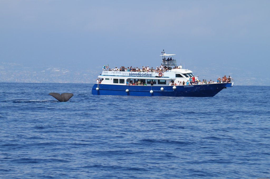 Whale Watching Europe | Genoa, Italy | Whale Watching | Image #1/7 | 