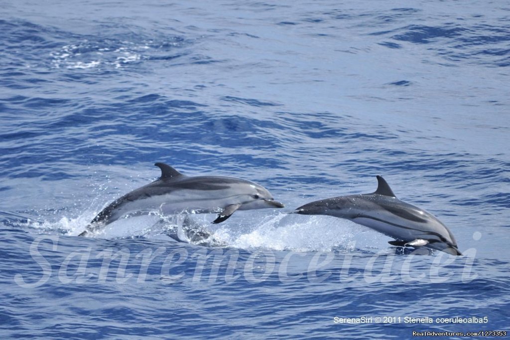 Striped dolphins | Whale Watching Europe | Image #7/7 | 