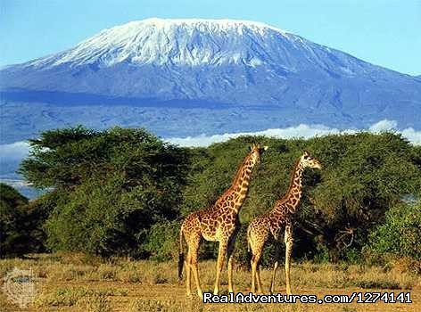 View of Mt. Kilimanjaro | Inspiring your spirit of adventure | Image #3/5 | 