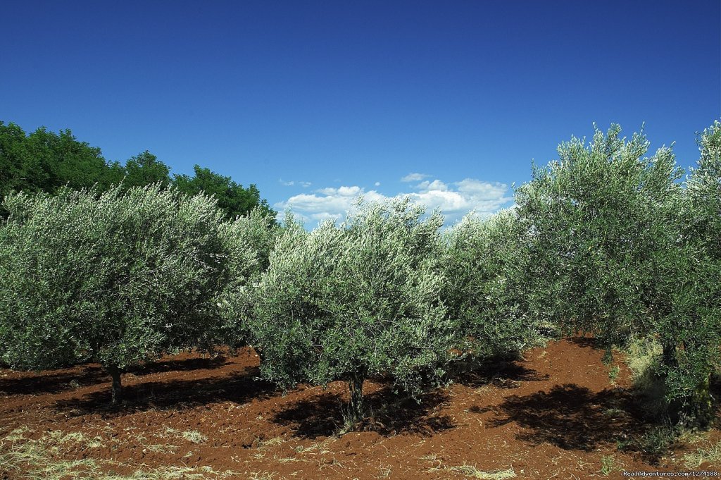 Owner's Olive Groves | Robinson Peace Resort | Image #12/25 | 