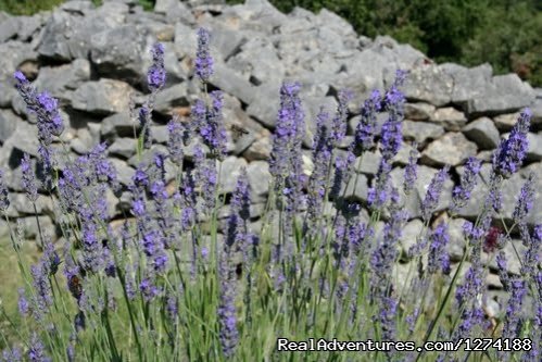 Lavender | Robinson Peace Resort | Image #18/25 | 