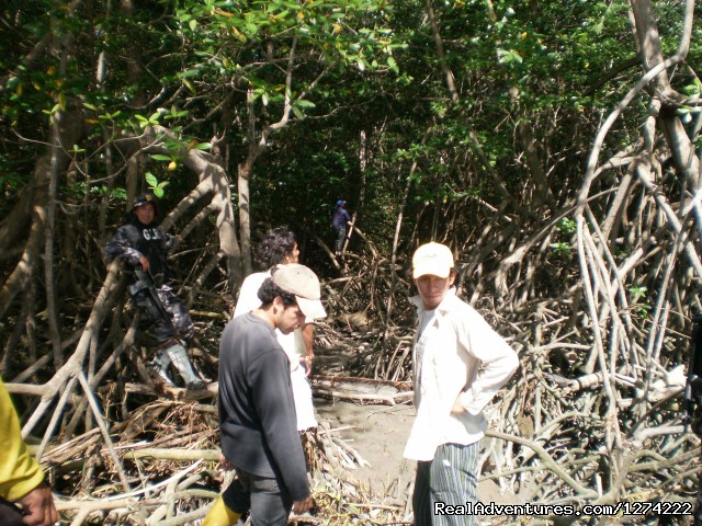 Mangrove Conservation Volunteer Work Photo