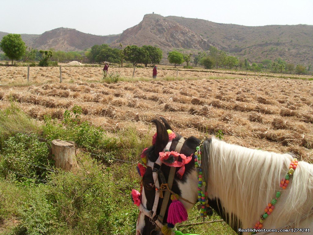 Ride in the Field | Royal Horse Safari in India | Image #3/6 | 
